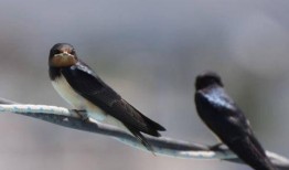 天涯爆料燕子最新消息,燕子最新动态揭秘，真相令人震惊！