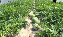 台州最新大瓜爆料视频