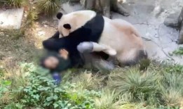 重庆动物园爆料视频最新,神秘动物亮相，揭秘背后故事