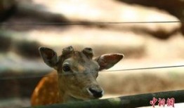 重庆动物园爆料视频最新,神秘动物亮相，揭秘背后故事