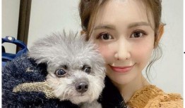 最新台媒爆料小猪,事件持续发酵