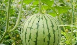 湖州吃瓜最新事件爆料,揭秘最新事件幕后真相