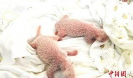 卧龙林冰最新爆料