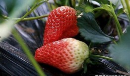 最新爆料草莓图片大全集,最新爆料草莓图片大全集惊艳呈现